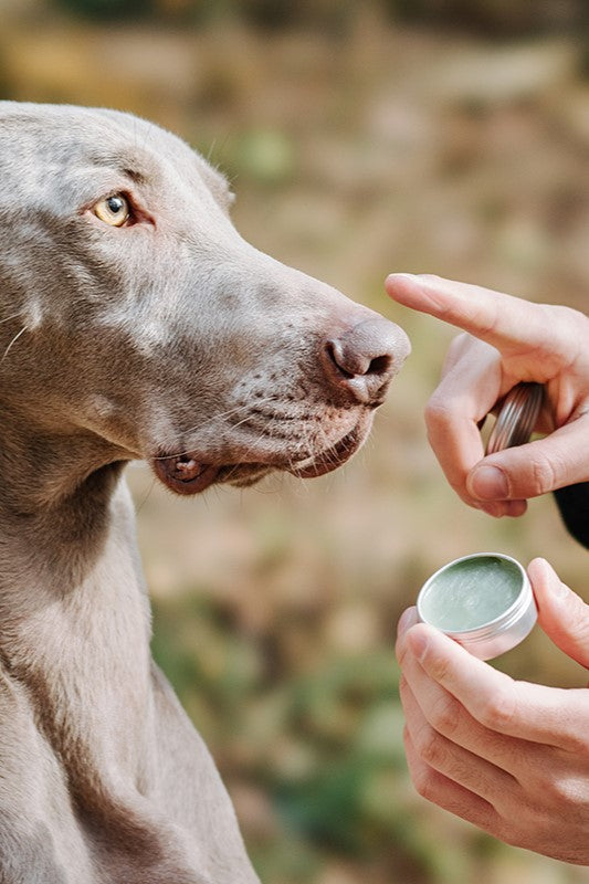 Amo Petric Avocado Organic Nose Balm for Dogs & Cats