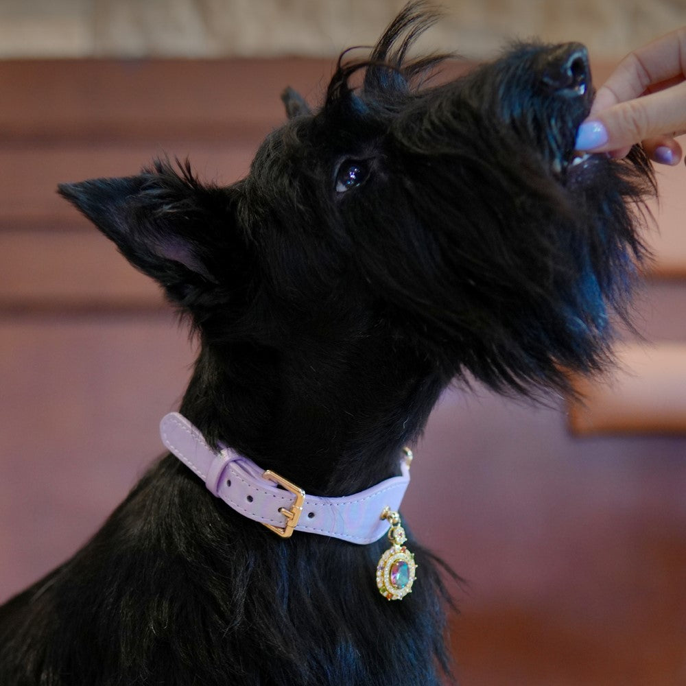 Pettrove Handmade Rhinestone Dog & Cat Leather Collar Purple Zircon Pendant