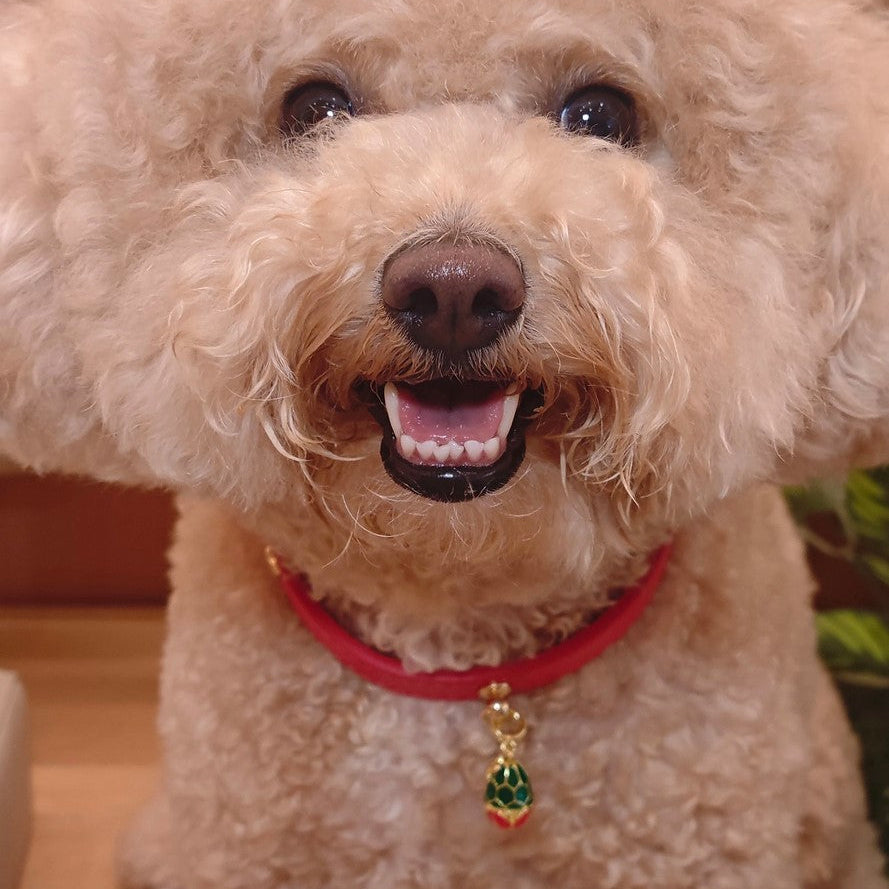 White fluffy dog with a red collar and green tag, sitting indoors.