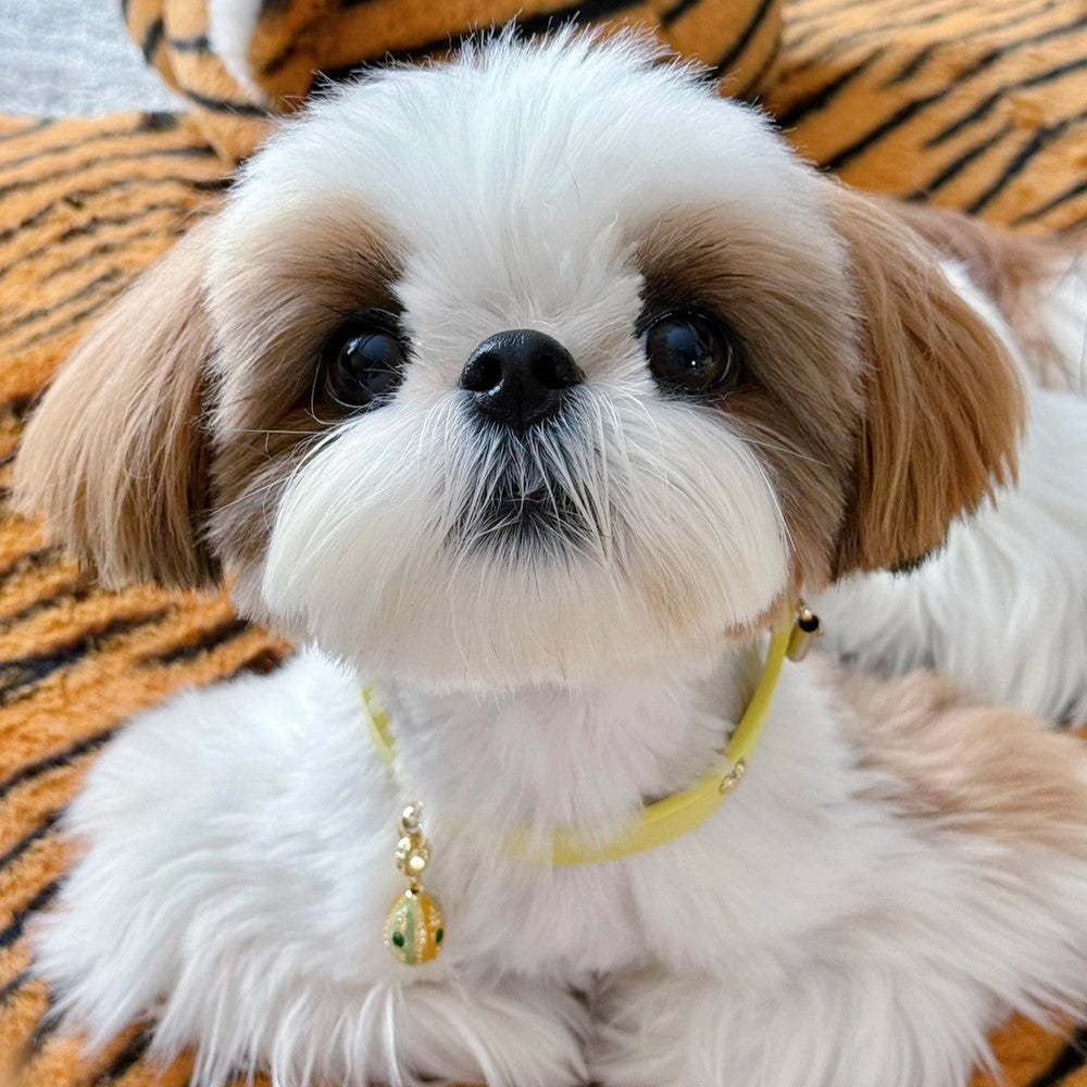 Pettrove Handmade Rhinestone Dog & Cat Leather Collar Yellow Crystal Pendant
