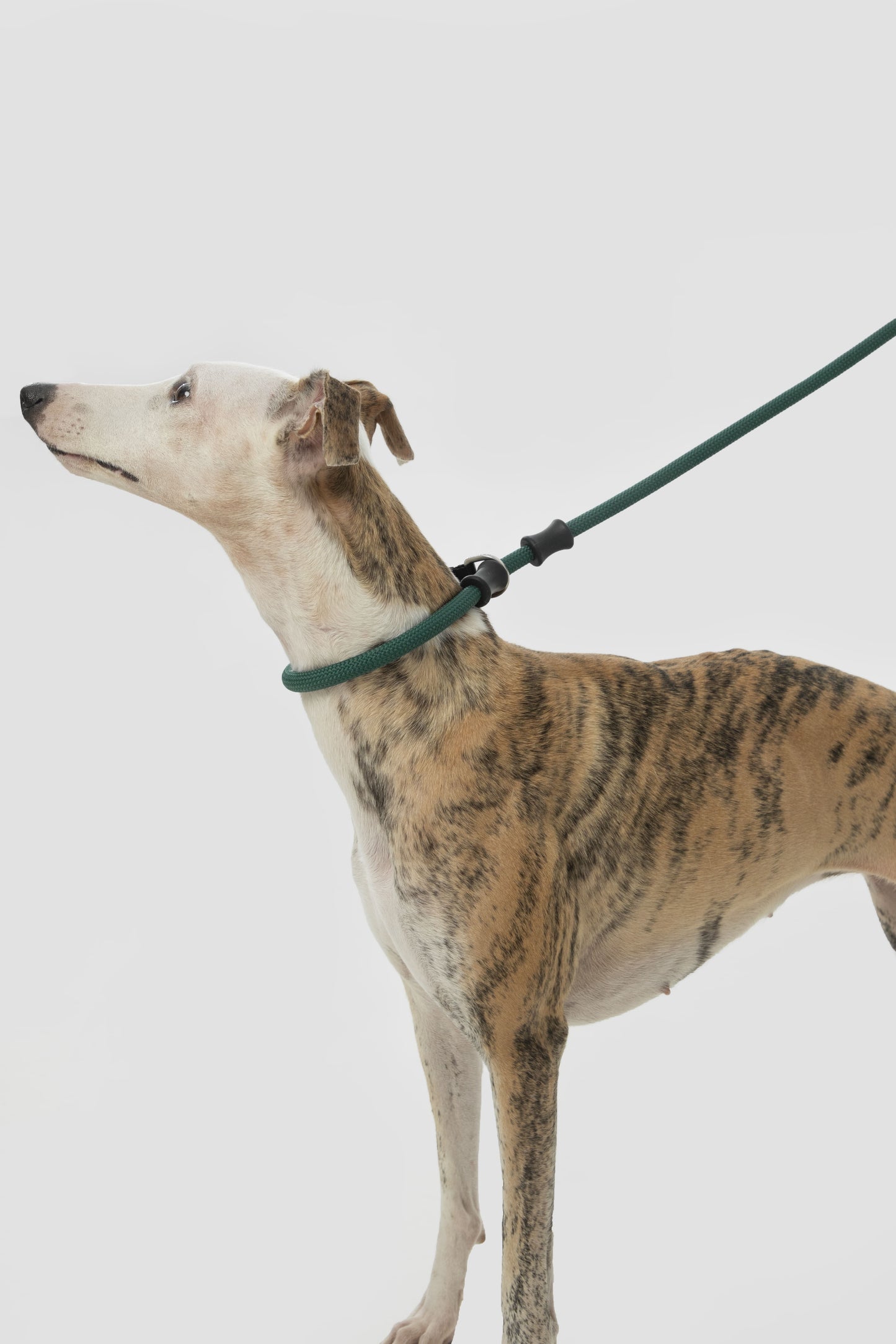 HiDREAM Bobo No-Pull-Trainingsleine für Hunde