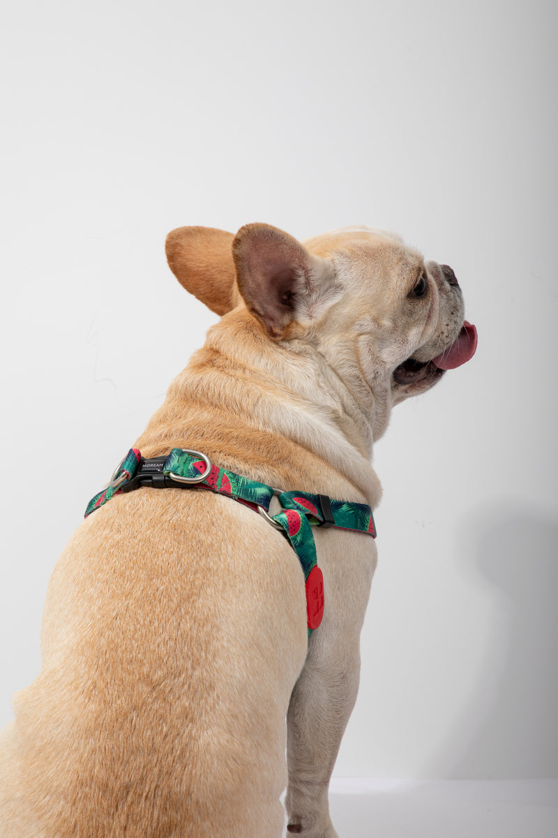 Arnés para perro en forma de Y colorido HiDREAM