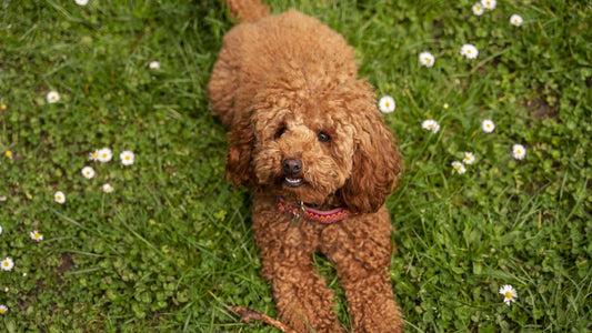 What is a Schnoodle? 15 Things You Should Know About This Unique Breed