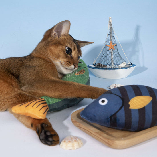 Cat Toys