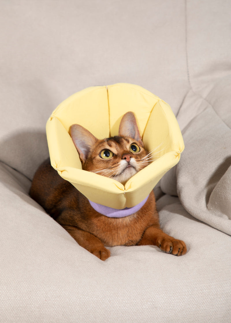 HiDREAM Soft Sponge Cone Small Dog & Cat Elizabethan Collar