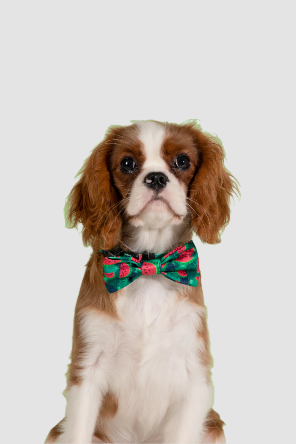 HiDREAM Colorful Soft Dog & Cat Bow Tie