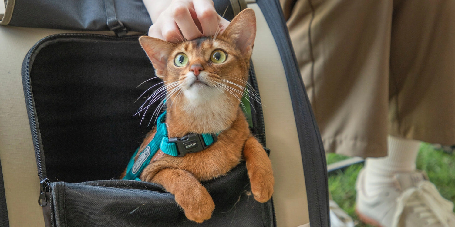 Cat sitting inside an open suitcase with a person's hand holding it, wearing a green collar.