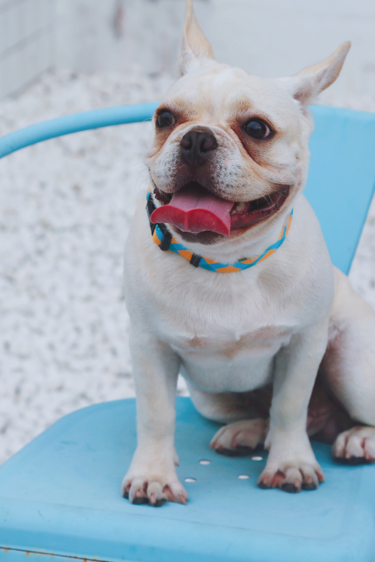 White dog with a colorful collar sitting on a blue chair against a textured white background