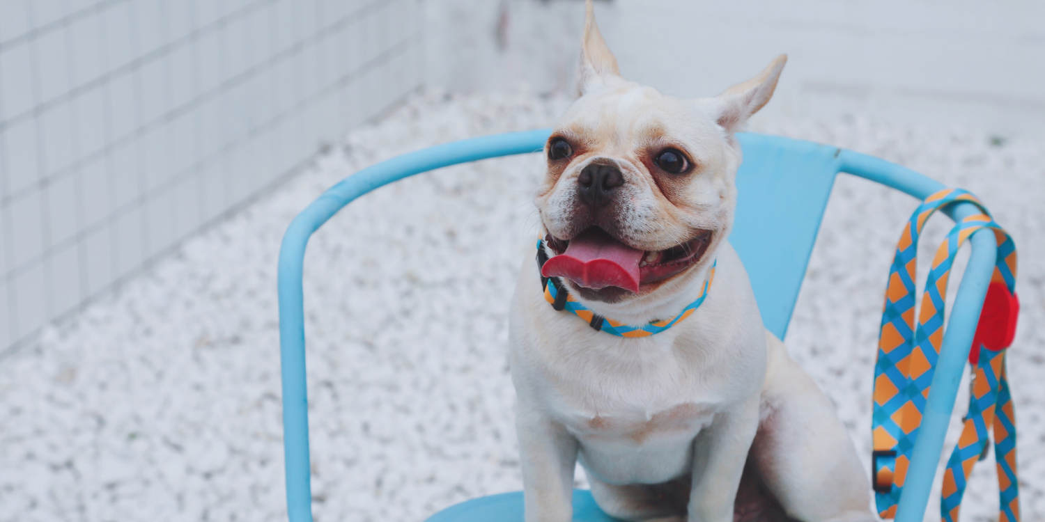 Dog sitting on a blue chair with a colorful towel in a snowy outdoor setting