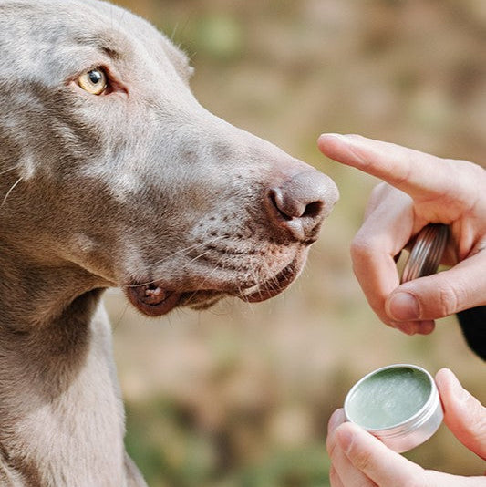 Person applying a green substance from a small container to a dog's nose outdoors.
