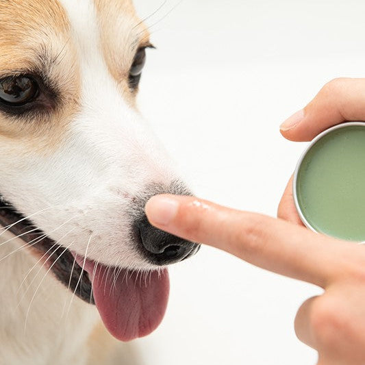Dog being offered a small container by a hand on a white background