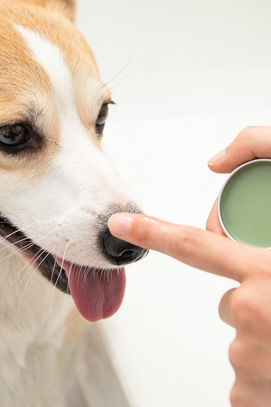 Amo Petric Avocado Organic Nose Balm for Dogs & Cats
