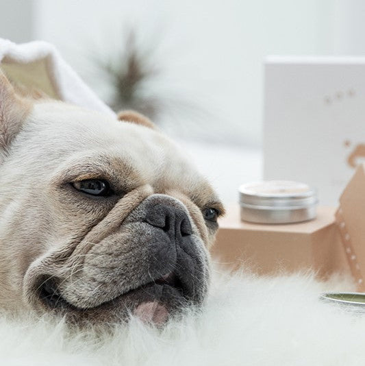 French Bulldog lying on a fluffy white blanket with a blurred background