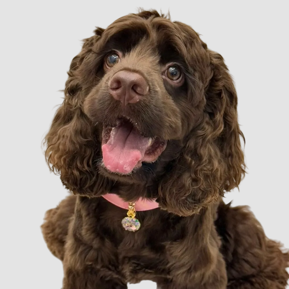 Pettrove Handmade Rhinestone Dog & Cat Leather Collar Pink Zircon Pendant