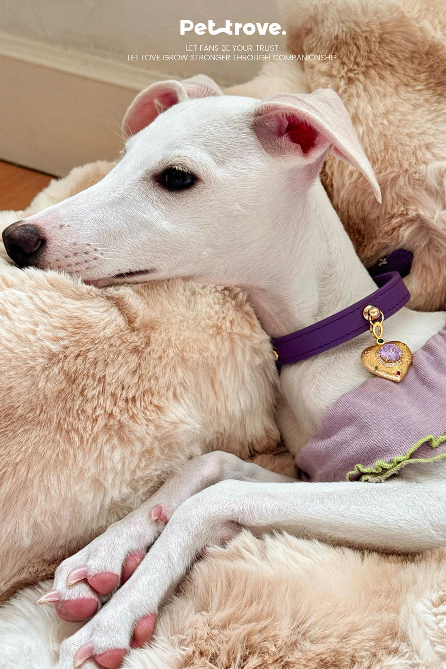 White dog with a purple collar and heart-shaped tag lying on a fluffy surface, with 'Petrove' branding.