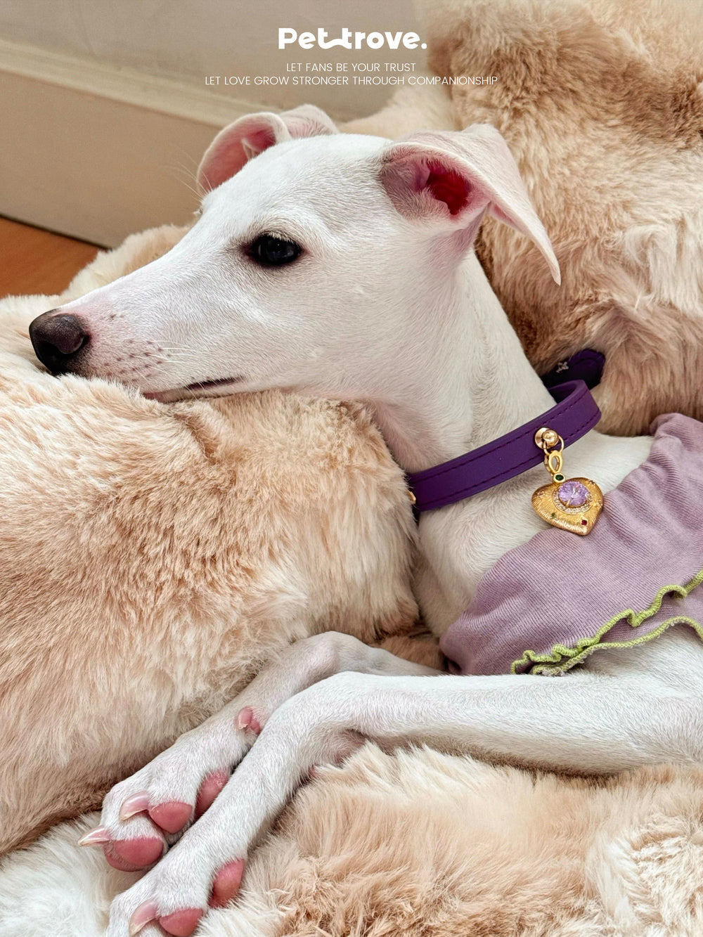 White dog with a purple collar and heart-shaped tag lying on a fluffy surface, with 'Petrove' branding.