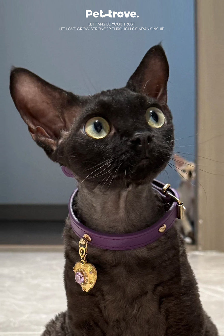 Black cat wearing a purple collar with a heart-shaped tag, sitting indoors.