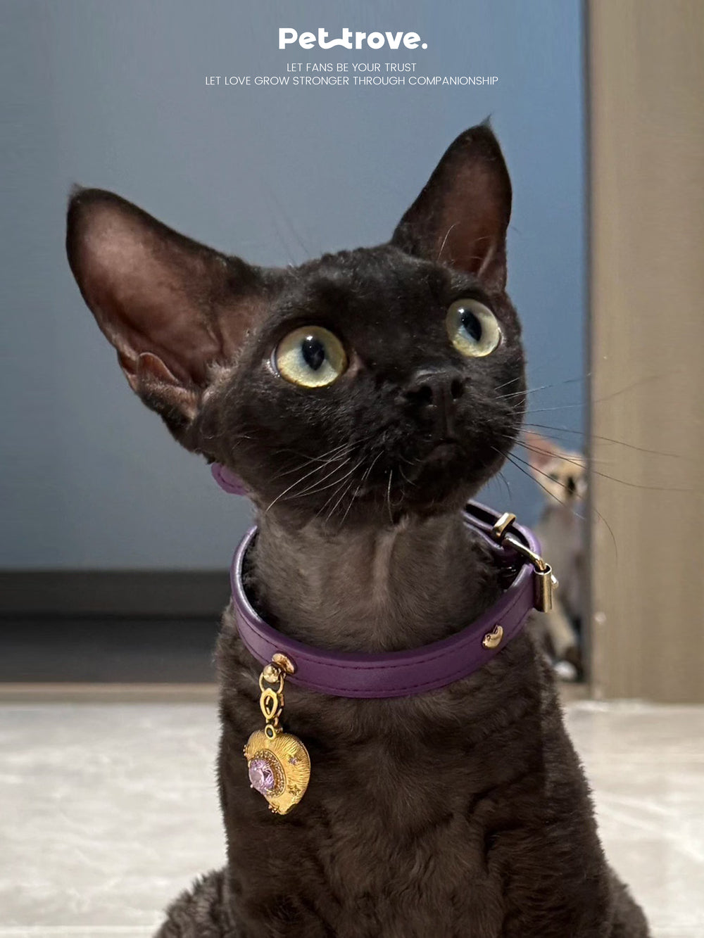 Black cat wearing a purple collar with a heart-shaped tag, sitting indoors.