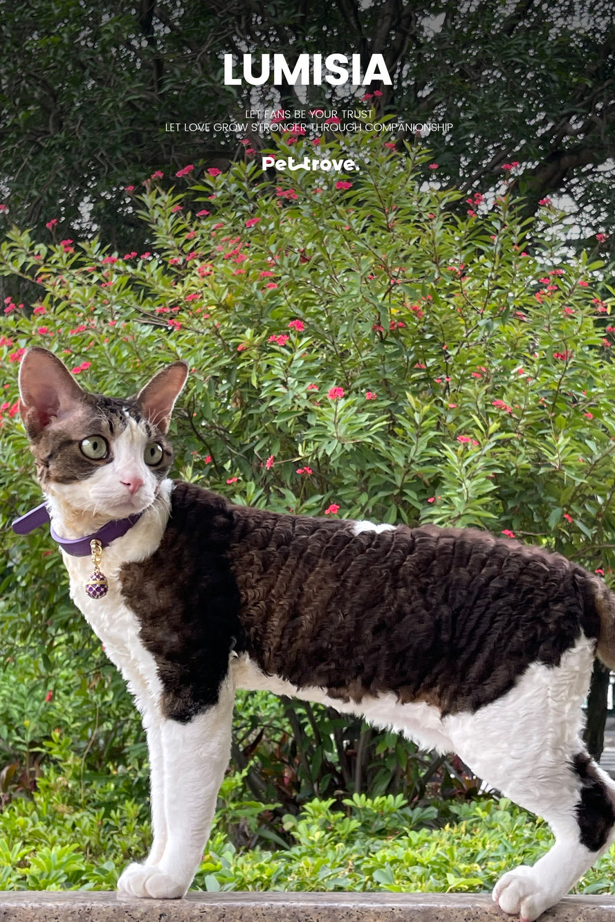 Pettrove Handmade Rhinestone Dog & Cat Leather Collar Purple Crystal Pendant