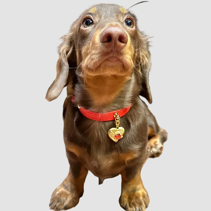 Pettrove Handmade Rhinestone Dog & Cat Leather Collar Red Crystal Pendant