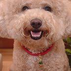 White fluffy dog with a red collar and green tag, sitting indoors.