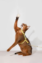 HiDREAM Bobo Adjustable H-Type Cat Harness & Leash Set