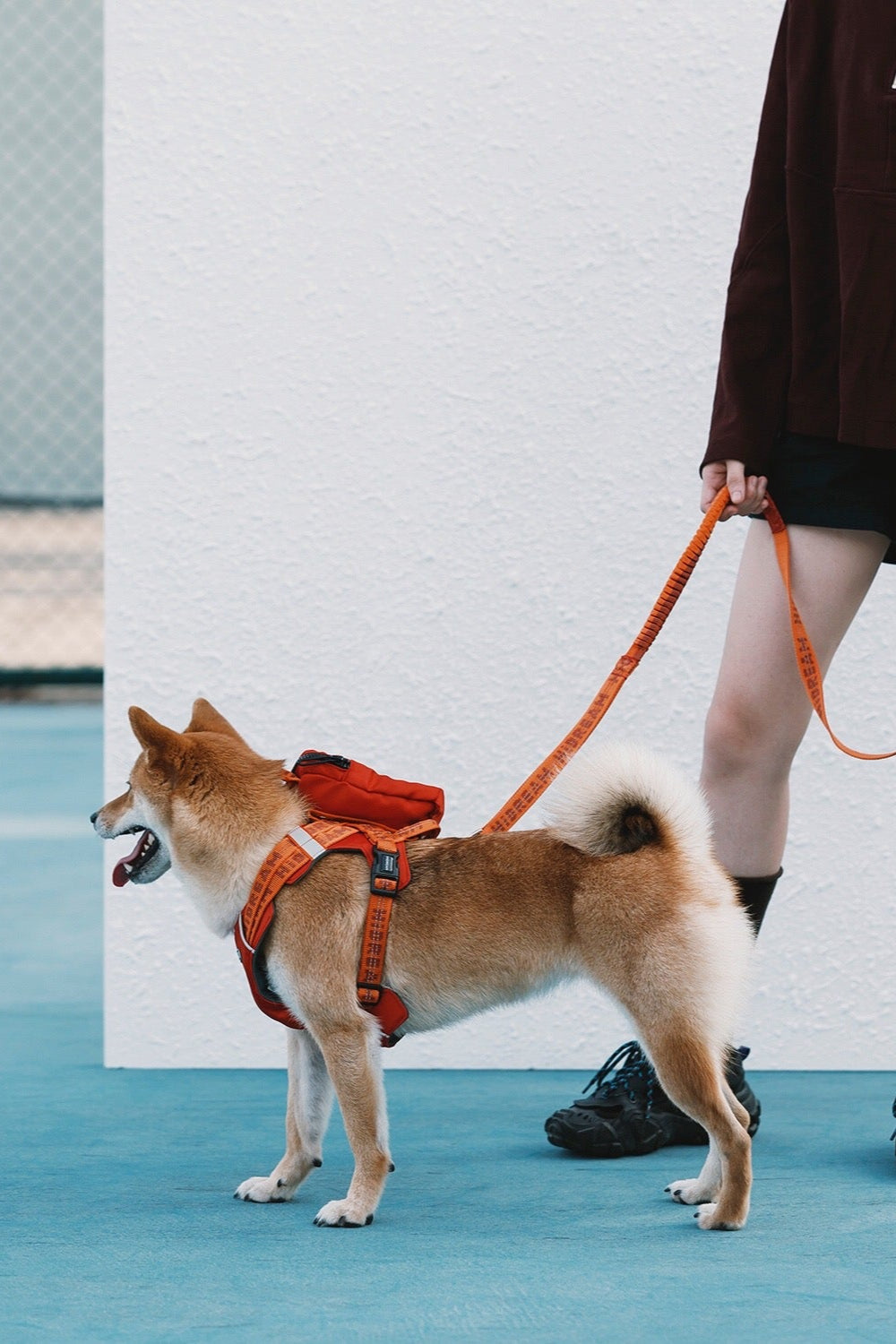 HiDREAM Bobo verstellbare stoßdämpfende Hundeleine