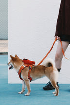 HiDREAM Bobo Adjustable Shock-Absorbing Dog Leash
