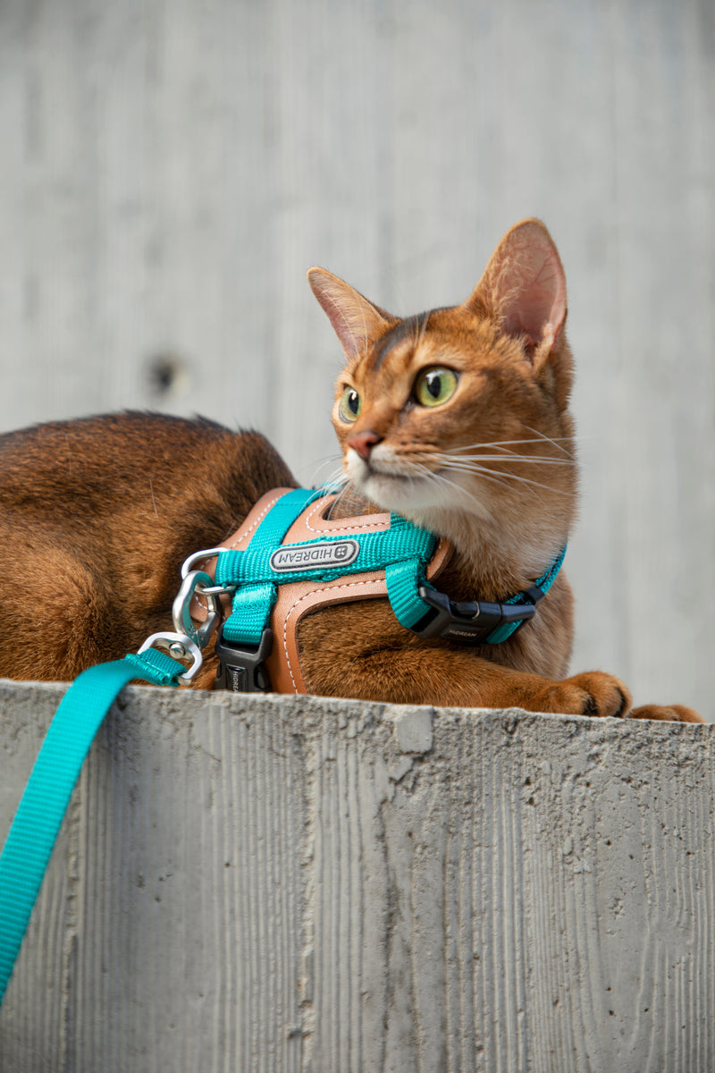 HiDREAM Bobo H-Style Cat Vest Harness & Leash Set