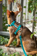HiDREAM Bobo H-Style Cat Vest Harness & Leash Set