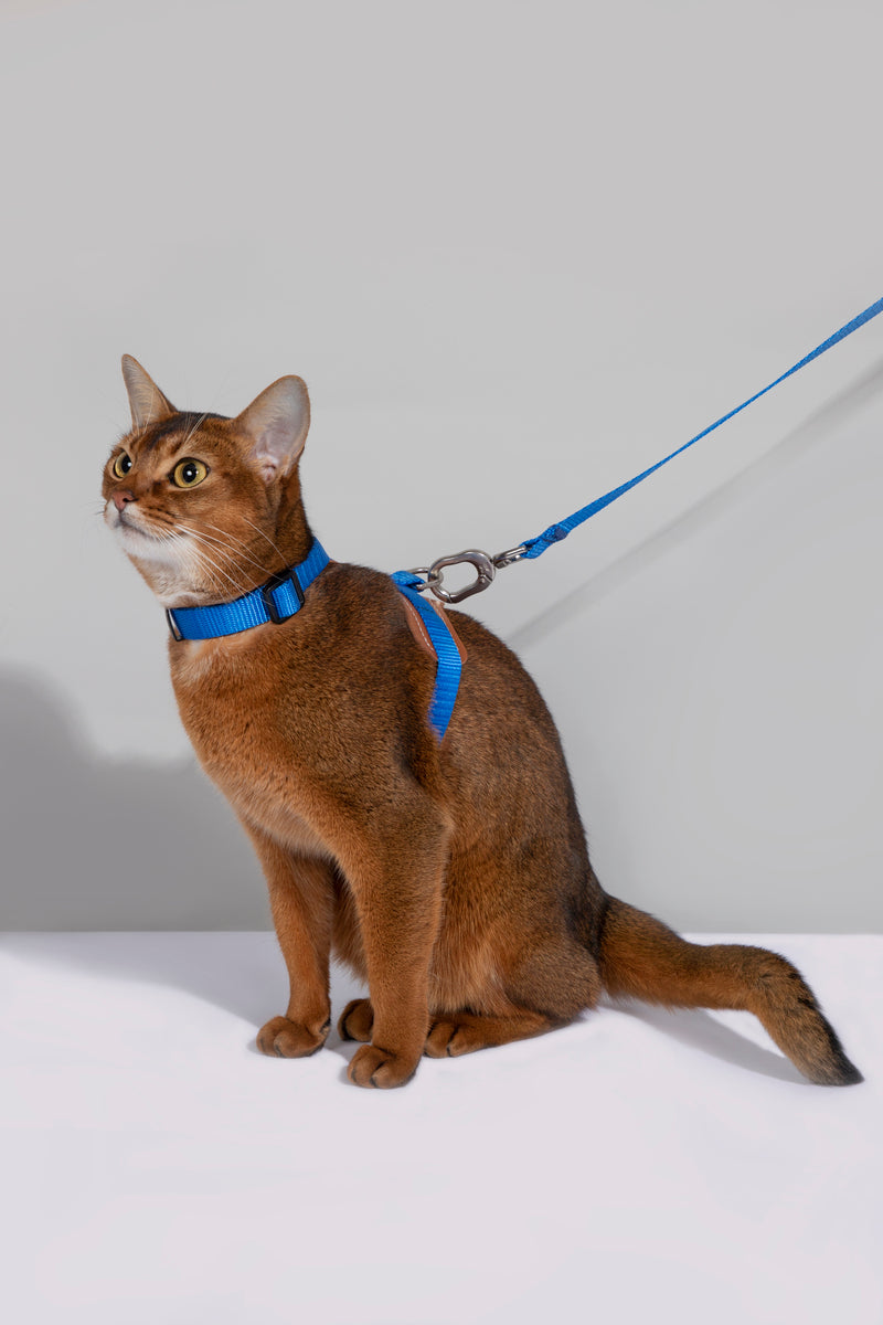 HiDREAM Bobo H-Style Cat Vest Harness & Leash Set