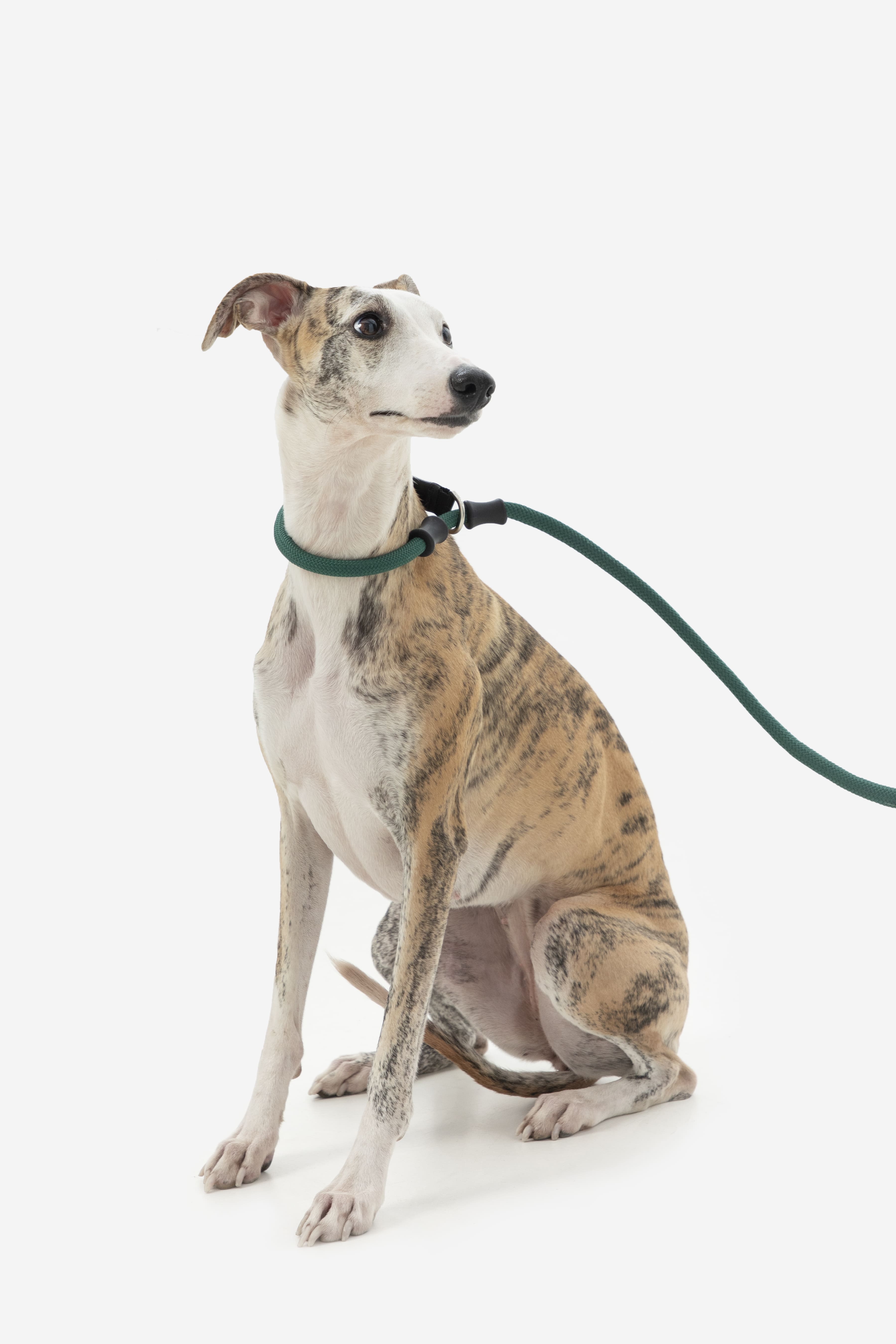 HiDREAM Guinzaglio per Addestramento Cani Bobo Anti-Tiro