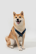 HiDREAM Bobo Adjustable X-Shape Dog Harness