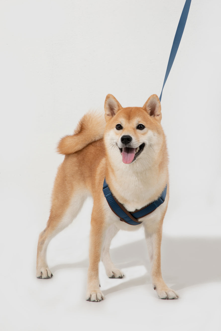 HiDREAM Bobo Adjustable X-Shape Dog Harness