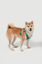 HiDREAM Bobo Adjustable X-Shape Dog Harness