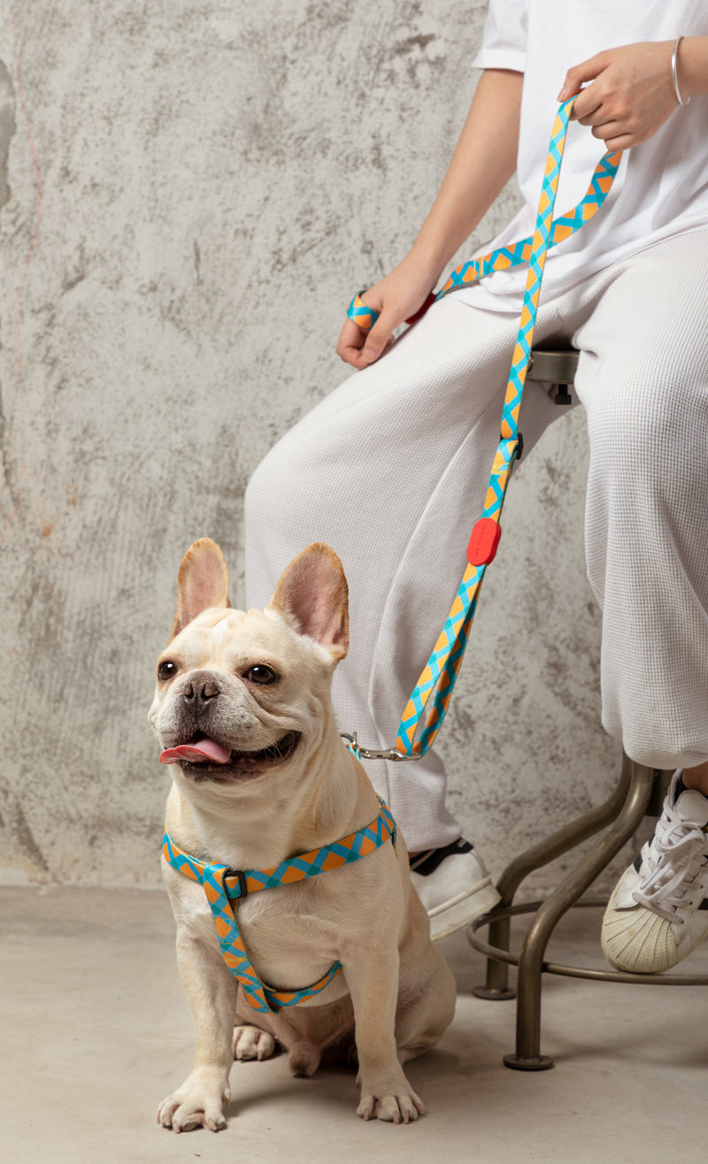 HiDREAM Colorful Adjustable Dog Leash