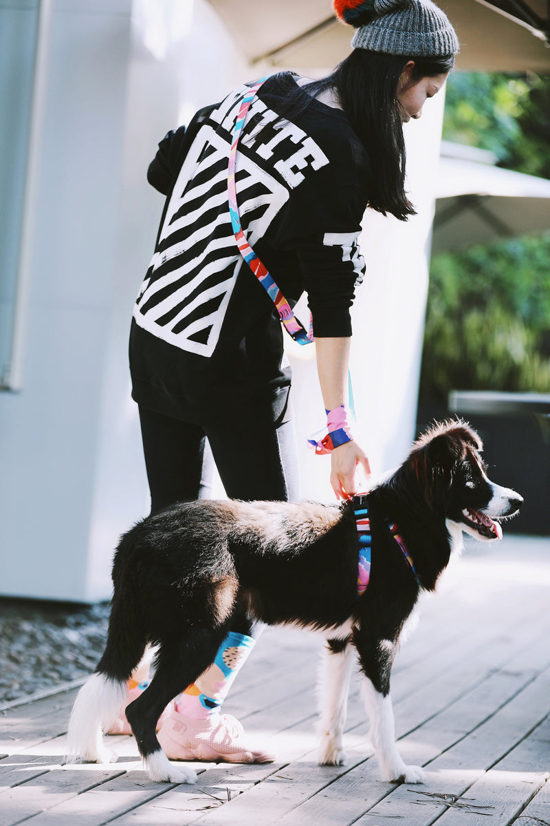 HiDREAM Colorful Pro Hands-Free Bungee Dog Leash