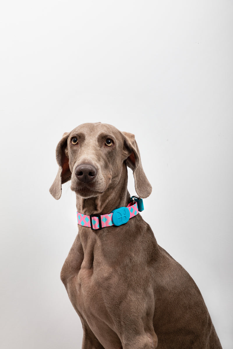 HiDREAM Colorful Pro No-Pull Dog Collar
