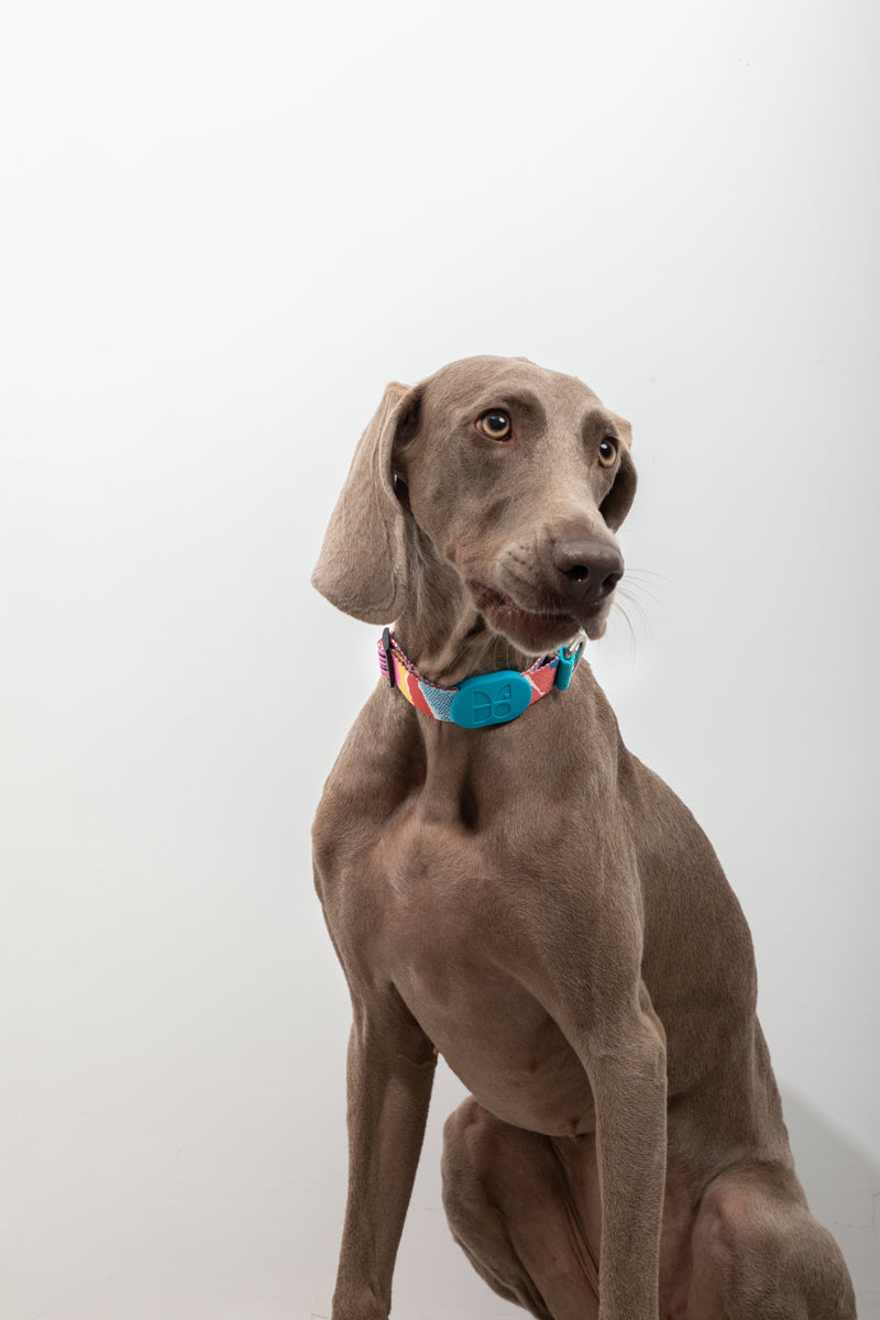 HiDREAM Colorful Pro No-Pull Dog Collar