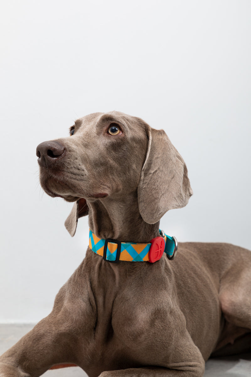 HiDREAM Colorful Pro No-Pull Dog Collar