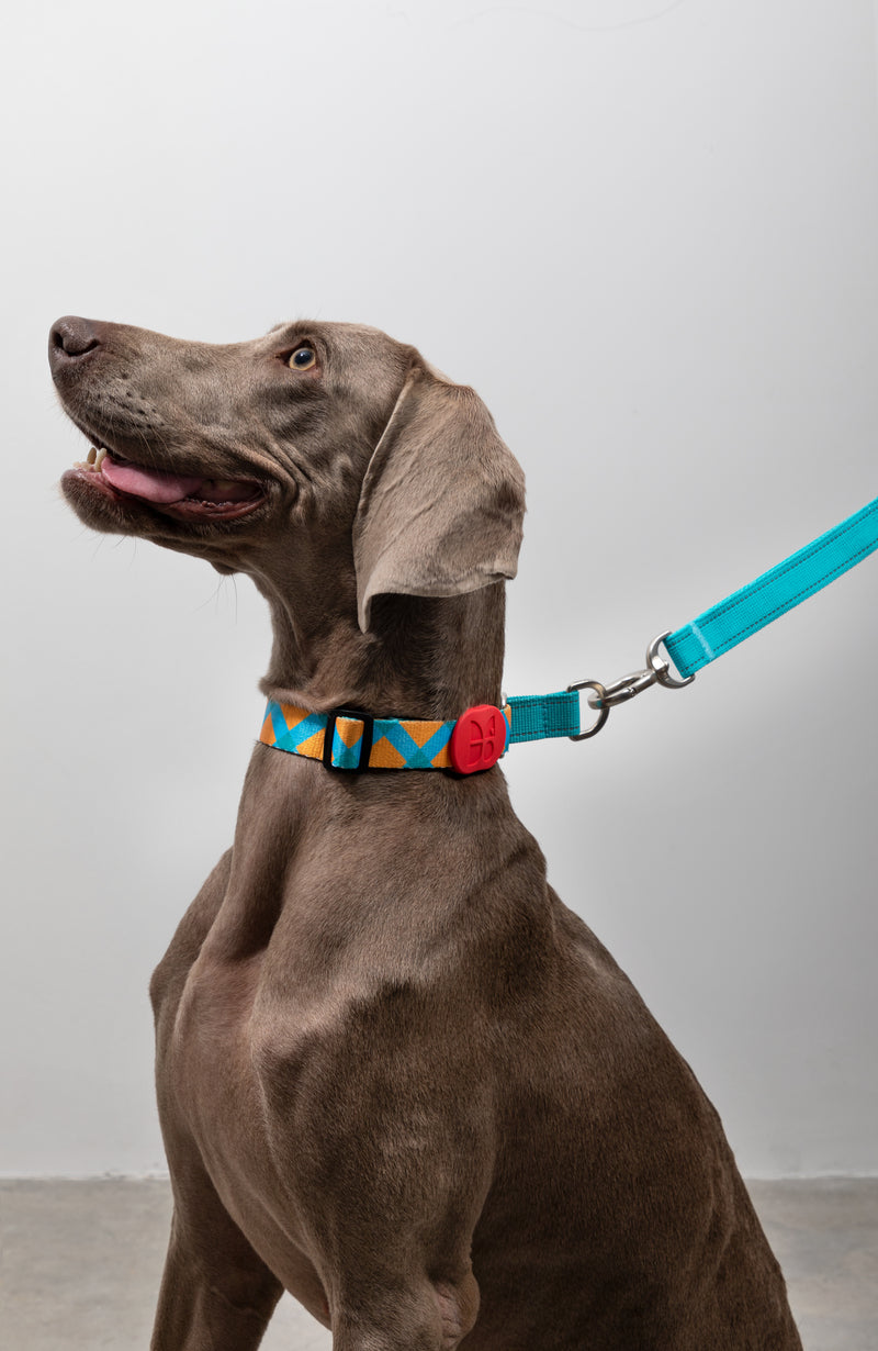 HiDREAM Colorful Pro No-Pull Dog Collar