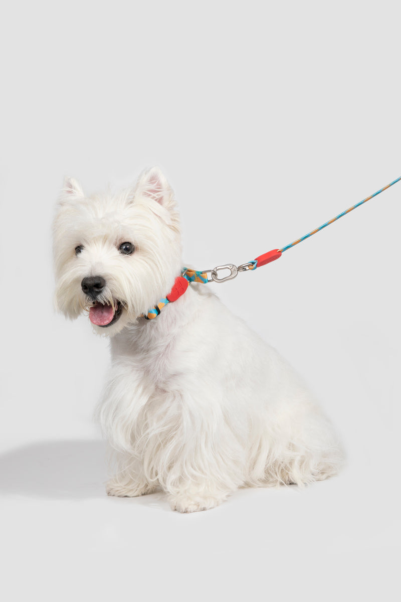 HiDREAM Colorful Pro No-Pull Small Dog Collar