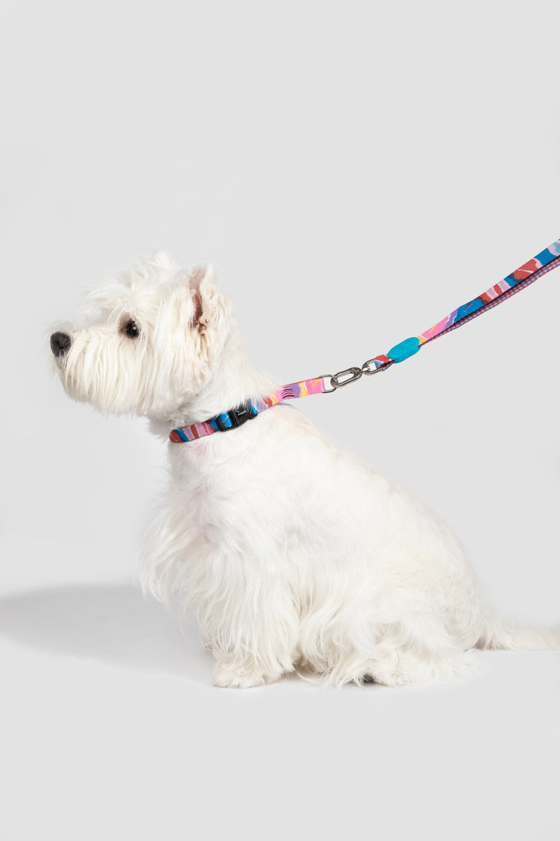 HiDREAM Colorful Pro No-Pull Small Dog Collar