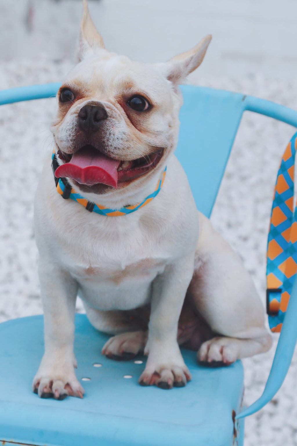 HiDREAM Colorful Soft & Durable Dog Collar