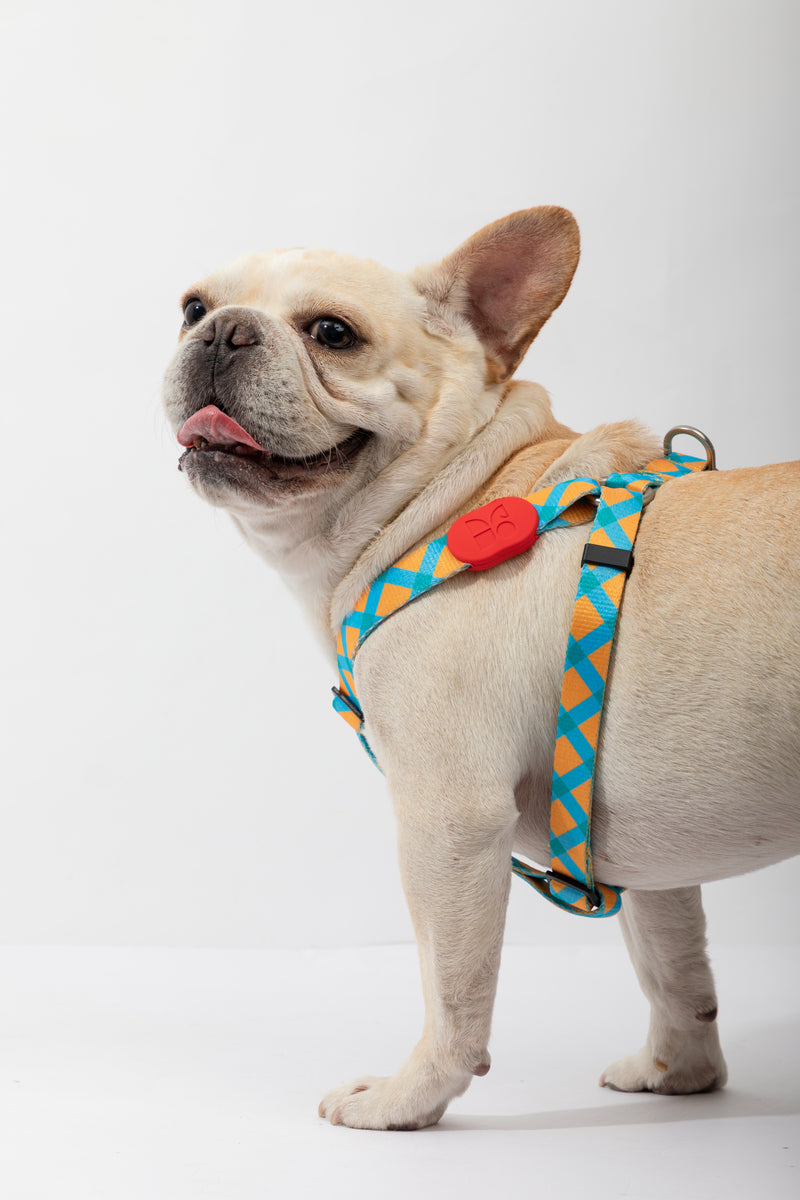 HiDREAM 다채로운 Y자형 강아지 하네스