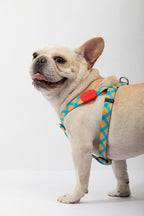 HiDREAM Colorful Y-Shape Dog Harness