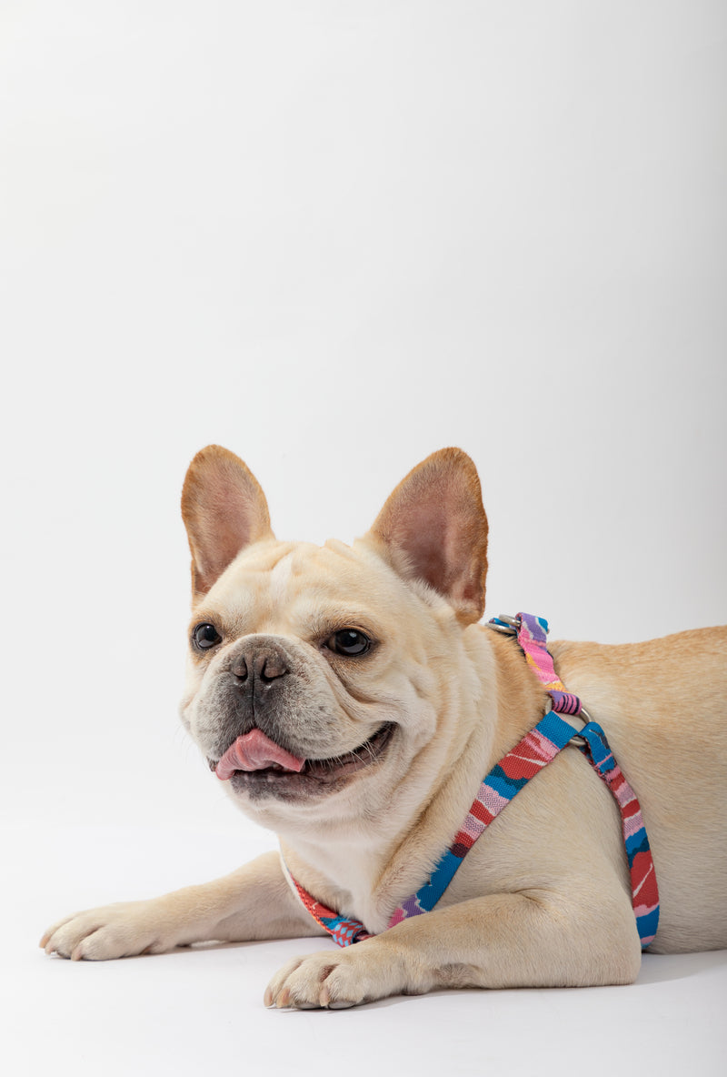 HiDREAM 다채로운 Y자형 강아지 하네스