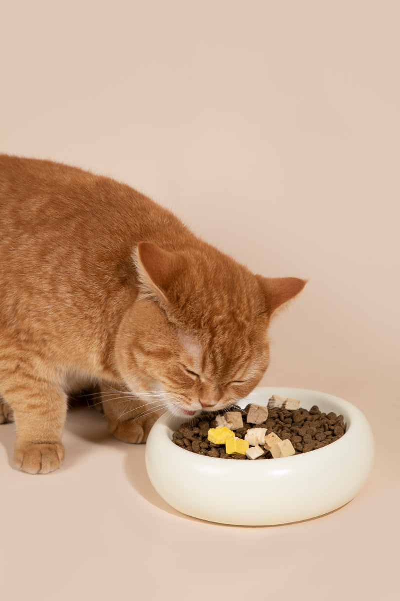 HiDREAM Donut Ceramic Dog & Cat Bowl 350ml