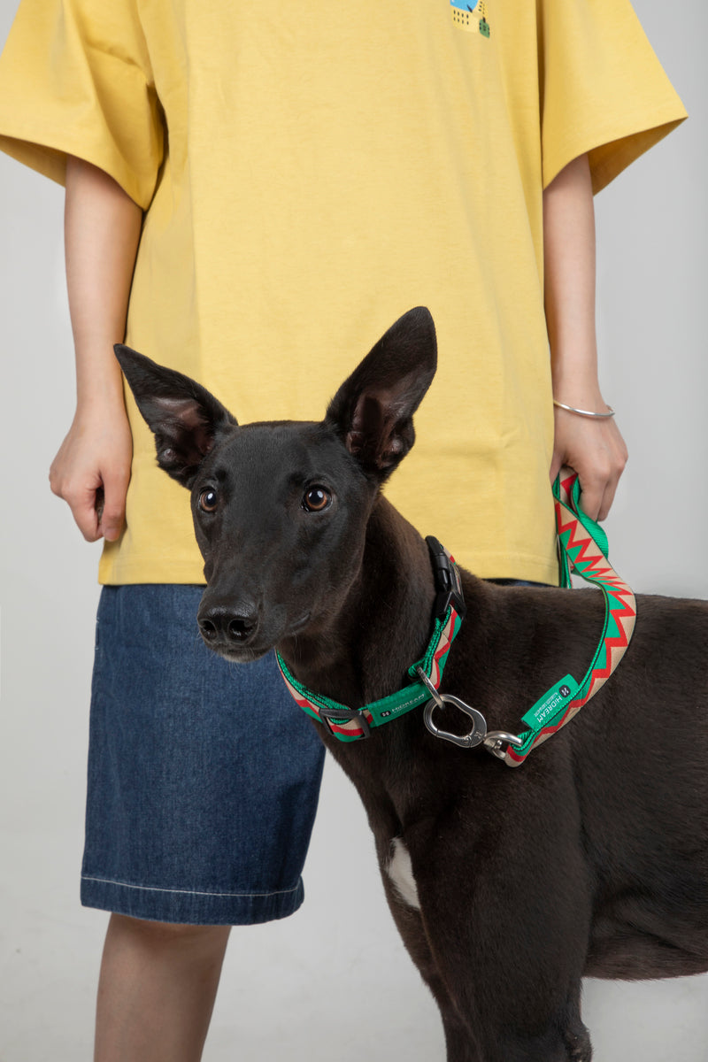 Laisse pour chien HiDREAM Rainbow avec anneau en D