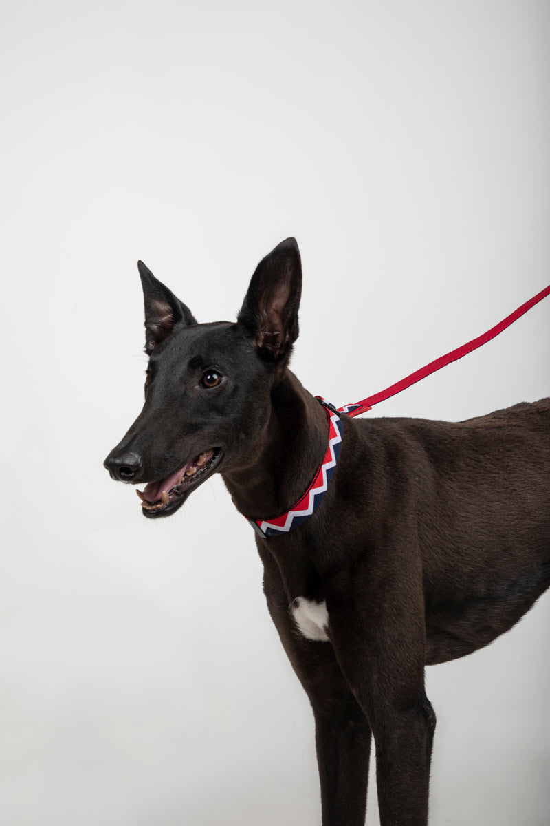 Laisse pour chien HiDREAM Rainbow avec anneau en D